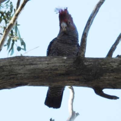 Callocephalon fimbriatum (Gang-gang Cockatoo) at Lions Youth Haven - Westwood Farm A.C.T. - 24 Sep 2021 by HelenCross