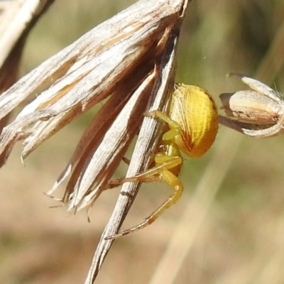Thomisidae (family) (Unidentified Crab spider or Flower spider) at Lions Youth Haven - Westwood Farm A.C.T. - 25 Sep 2021 by HelenCross