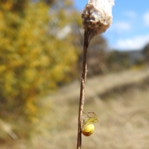 Thomisidae (family) at Kambah, ACT - 25 Sep 2021