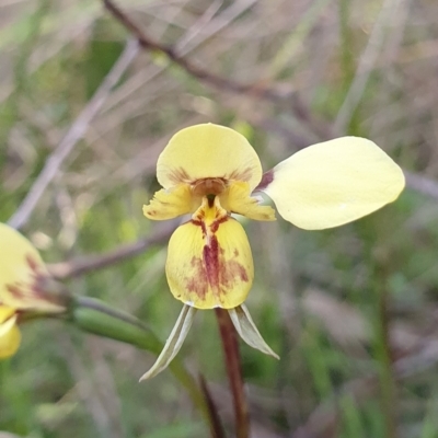 Diuris sp. (hybrid) (Hybrid Donkey Orchid) at Denman Prospect, ACT - 25 Sep 2021 by shoko