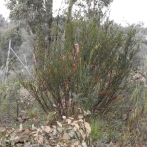 Daviesia mimosoides at Carwoola, NSW - 25 Sep 2021