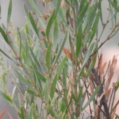 Daviesia mimosoides at Carwoola, NSW - 25 Sep 2021