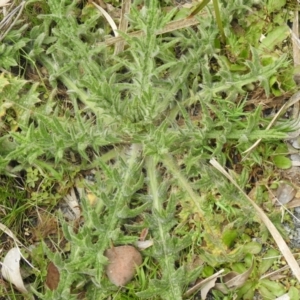 Cirsium vulgare at Carwoola, NSW - 25 Sep 2021