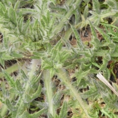 Cirsium vulgare at Carwoola, NSW - 25 Sep 2021