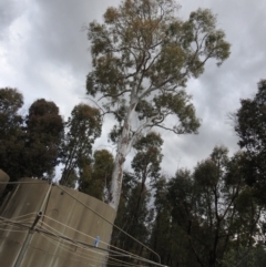 Eucalyptus mannifera (Brittle Gum) at Carwoola, NSW - 25 Sep 2021 by Liam.m