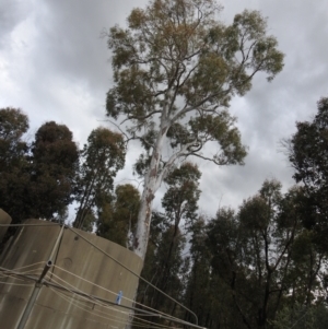 Eucalyptus mannifera at Carwoola, NSW - 25 Sep 2021