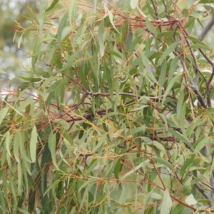 Eucalyptus mannifera at Carwoola, NSW - 25 Sep 2021