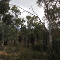 Eucalyptus macrorhyncha (Red Stringybark) at QPRC LGA - 25 Sep 2021 by Liam.m
