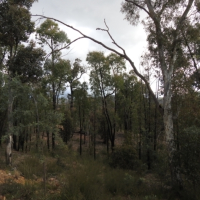 Eucalyptus macrorhyncha (Red Stringybark) at QPRC LGA - 25 Sep 2021 by Liam.m