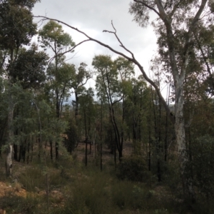 Eucalyptus macrorhyncha at Carwoola, NSW - 25 Sep 2021
