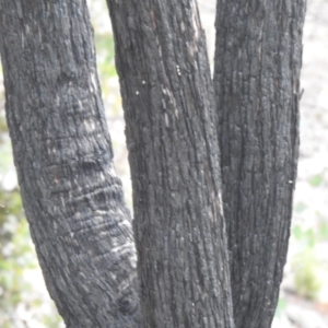 Eucalyptus macrorhyncha at Carwoola, NSW - 25 Sep 2021
