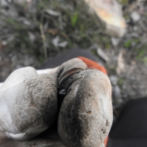 Lampropholis guichenoti at Carwoola, NSW - 25 Sep 2021