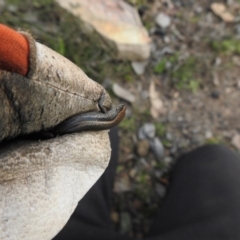 Lampropholis guichenoti at Carwoola, NSW - 25 Sep 2021