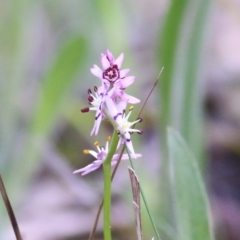 Wurmbea dioica subsp. dioica (Early Nancy) at Chiltern, VIC - 25 Sep 2021 by Kyliegw