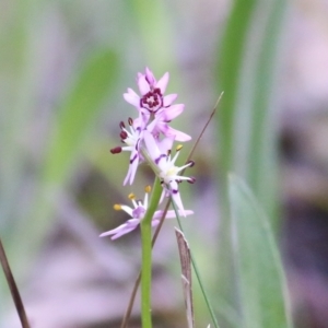 Wurmbea dioica subsp. dioica at Chiltern, VIC - 25 Sep 2021