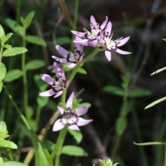 Wurmbea dioica subsp. dioica at Chiltern, VIC - 25 Sep 2021