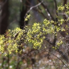 Acacia verniciflua (Varnish Wattle) at Chiltern, VIC - 25 Sep 2021 by Kyliegw