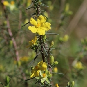 Hibbertia riparia at Chiltern, VIC - 25 Sep 2021