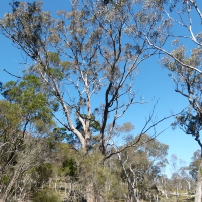 Eucalyptus melliodora (Yellow Box) at QPRC LGA - 23 Sep 2021 by Paul4K