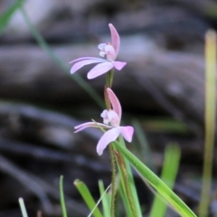 Caladenia carnea (Pink Fingers) at Chiltern, VIC - 25 Sep 2021 by Kyliegw