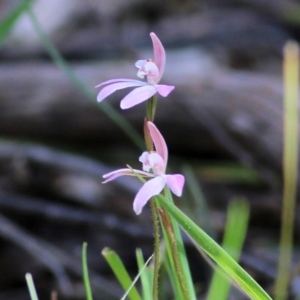 Caladenia carnea at Chiltern, VIC - 25 Sep 2021