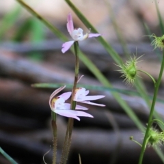 Caladenia carnea at Chiltern, VIC - 25 Sep 2021