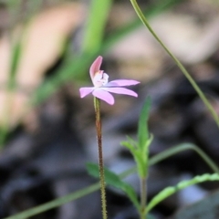 Caladenia carnea at Chiltern, VIC - 25 Sep 2021