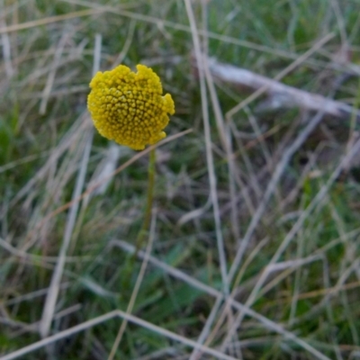 Craspedia variabilis (Common Billy Buttons) at Boro, NSW - 23 Sep 2021 by Paul4K