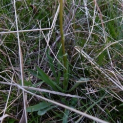 Craspedia variabilis at Boro, NSW - 23 Sep 2021