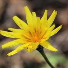 Microseris walteri (Yam Daisy, Murnong) at Chiltern, VIC - 25 Sep 2021 by Kyliegw