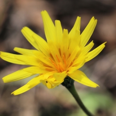 Microseris walteri (Yam Daisy, Murnong) at Chiltern-Mt Pilot National Park - 25 Sep 2021 by KylieWaldon