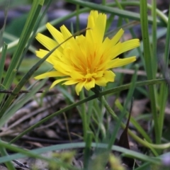 Microseris walteri at Chiltern, VIC - 25 Sep 2021 10:32 AM