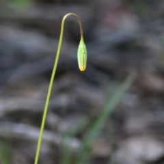 Microseris walteri at Chiltern, VIC - 25 Sep 2021