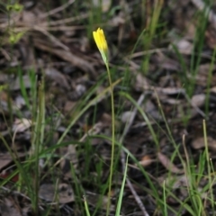 Microseris walteri at Chiltern, VIC - 25 Sep 2021