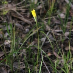 Microseris walteri at Chiltern, VIC - 25 Sep 2021 10:32 AM