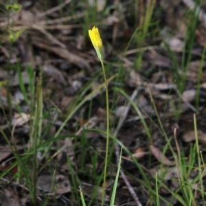 Microseris walteri at Chiltern, VIC - 25 Sep 2021 10:32 AM