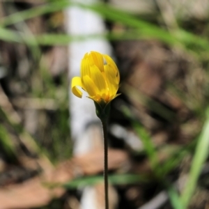 Microseris walteri at Chiltern, VIC - 25 Sep 2021