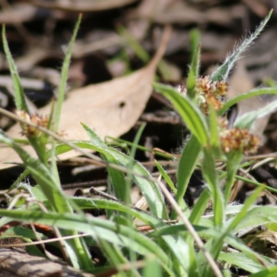 Luzula sp. at Chiltern-Mt Pilot National Park - 25 Sep 2021 by KylieWaldon