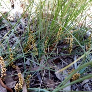 Lomandra glauca at Boro, NSW - 23 Sep 2021