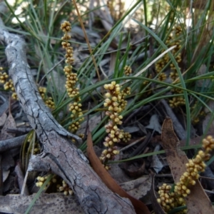 Lomandra glauca at Boro, NSW - 23 Sep 2021