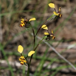 Diuris pardina at Chiltern, VIC - suppressed