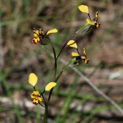 Diuris pardina (Leopard Doubletail) at Chiltern, VIC - 25 Sep 2021 by Kyliegw
