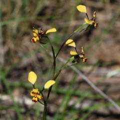 Diuris pardina (Leopard Doubletail) at Chiltern, VIC - 25 Sep 2021 by Kyliegw