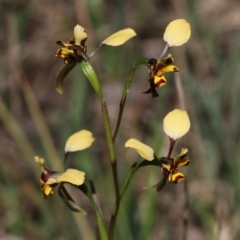 Diuris pardina at Chiltern, VIC - suppressed