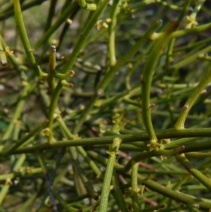 Omphacomeria acerba at Boro, NSW - 23 Sep 2021