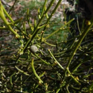 Omphacomeria acerba at Boro, NSW - suppressed