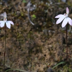 Caladenia carnea (Pink Fingers) at Chiltern, VIC - 25 Sep 2021 by KylieWaldon