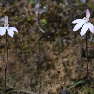 Caladenia carnea (Pink Fingers) at Chiltern-Mt Pilot National Park - 25 Sep 2021 by KylieWaldon