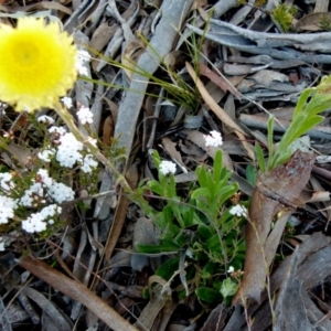 Coronidium scorpioides at Boro, NSW - 23 Sep 2021