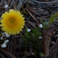 Coronidium scorpioides at Boro, NSW - 23 Sep 2021